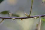 Wax myrtle